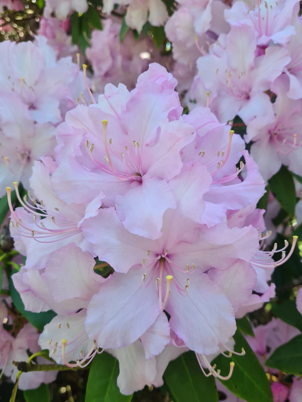 'Mrs. E. C. Stirling'